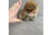 Pomerania taza de té en Indianapolis