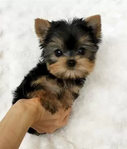 yorkshire terrier cachorros en image 1