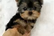 yorkshire terrier cachorros en en Orlando