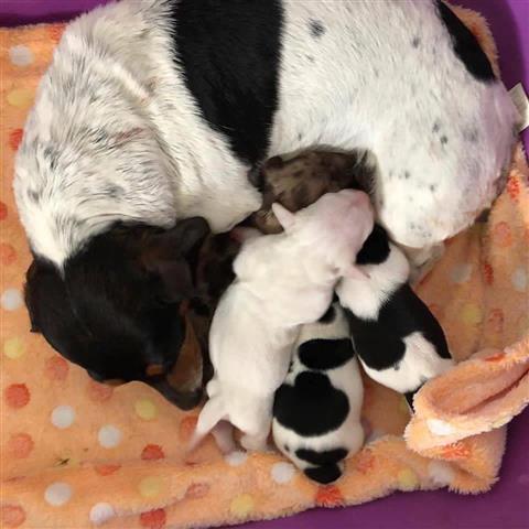 $600 : Adorables cachorros Dachshund image 1