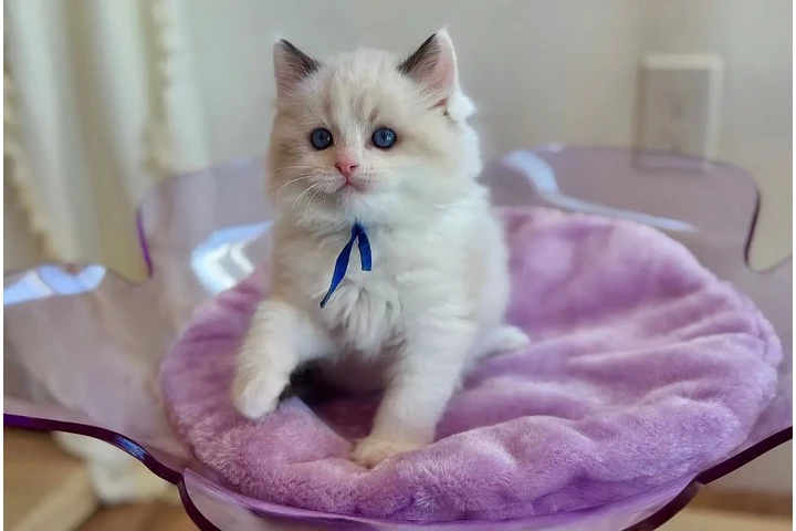 $300 : Gatitos Ragdoll TICA en Venta image 1