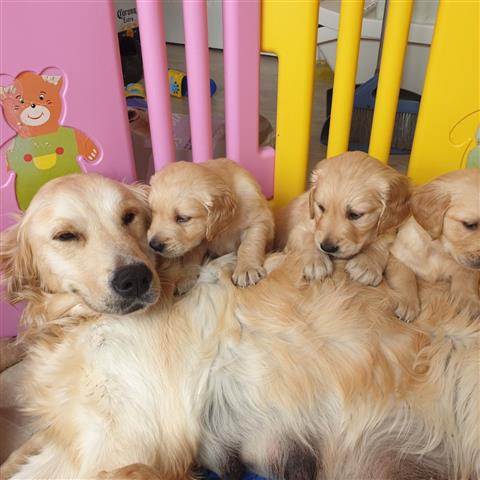 $500 : Cachorros Golden Retriever image 2