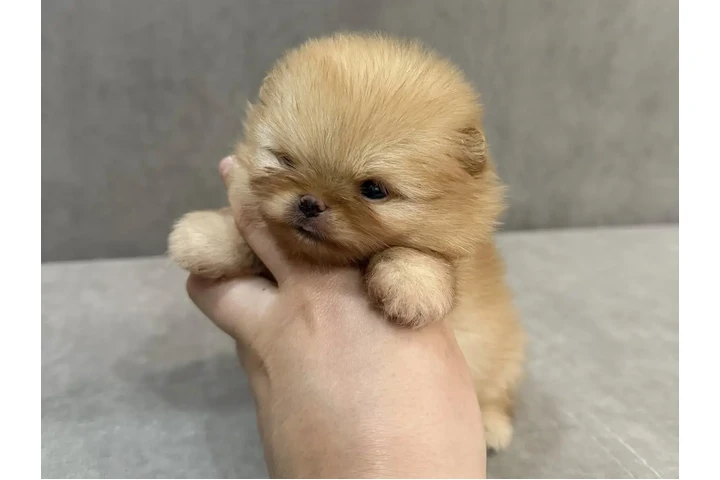 $310 : Mini Pomerania image 2