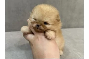 $310 : Mini Pomerania thumbnail