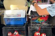 Parrots are available en Orlando