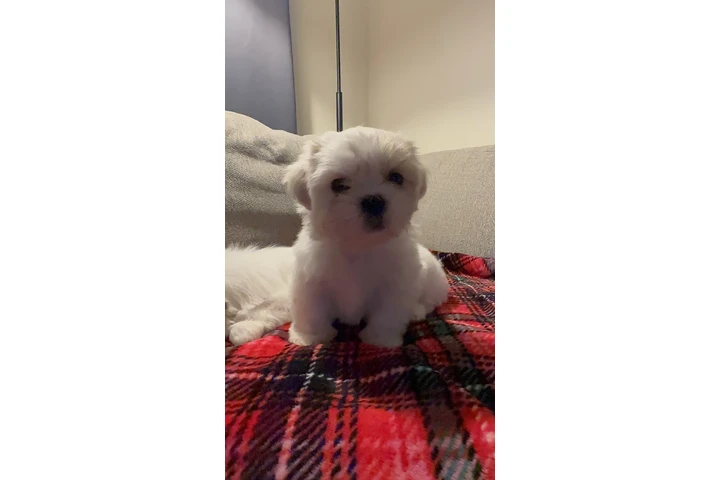 $1500 : Shitzu image 3