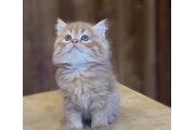 $300 : Preciosos gatitos Persian thumbnail