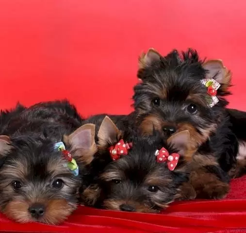 Yorkshire terrier mini toy en image 2