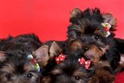 Yorkshire terrier mini toy en thumbnail