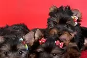 Yorkshire terrier mini toy en thumbnail