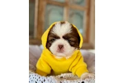 Cachorros Shihtzu en venta en Memphis