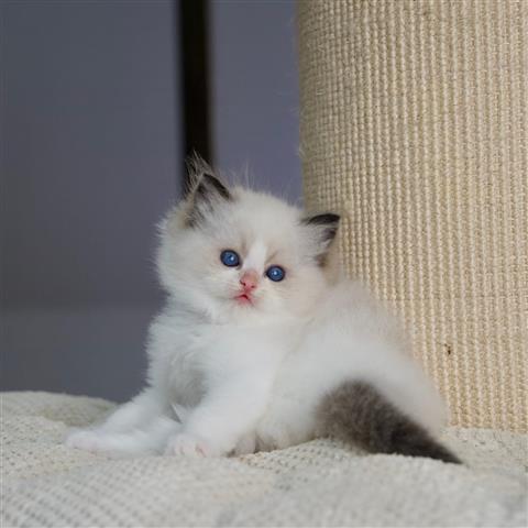 $500 : Cute Ragdoll Kittens For Sale image 3