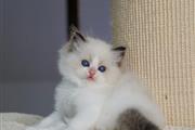 $500 : Cute Ragdoll Kittens For Sale thumbnail