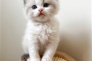 Ragdoll kittens and cats for s