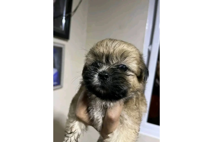 $350 : Cachorros Shihtzu en venta image 2