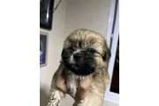 $350 : Cachorros Shihtzu en venta thumbnail