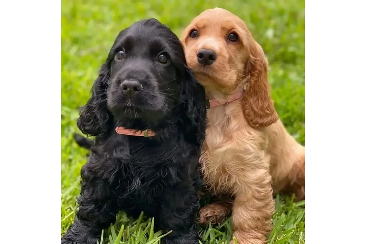 $500 : Lindos Cachorros Cocker Spanie image 3
