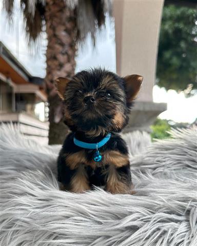 $350 : Cachorrito Yorkshire Terrier image 1