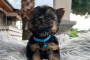 Cachorrito Yorkshire Terrier