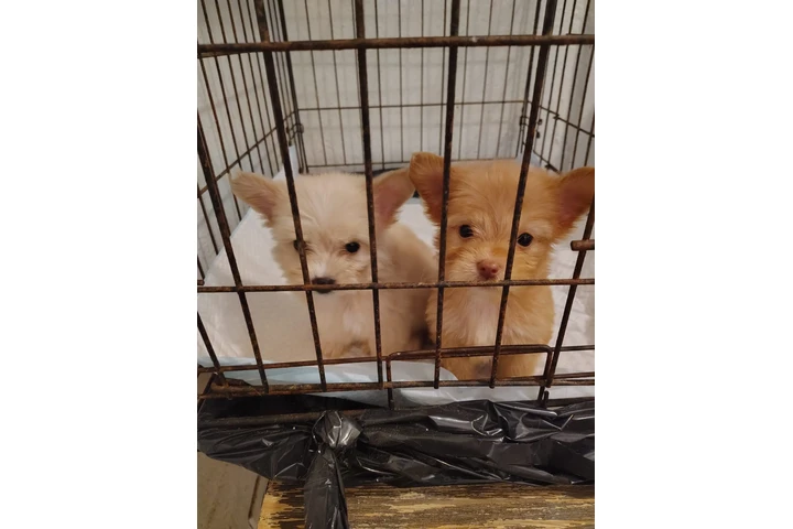 $450 : Yorkie-poo image 1