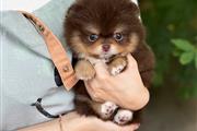 Pomerania en venta en Los Angeles