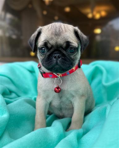 $350 : 🐶🤗 Cachorrito Pug image 1