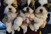 shih tzu puppy for sale en Atlanta