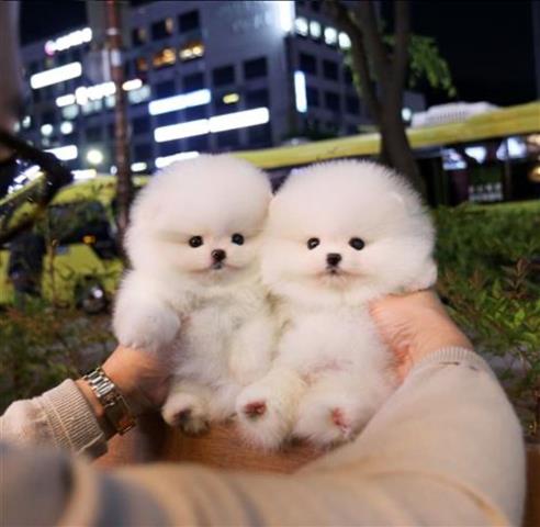 $250 : Pomeranian puppies for sale image 1