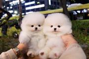 Pomeranian puppies for sale en Los Angeles