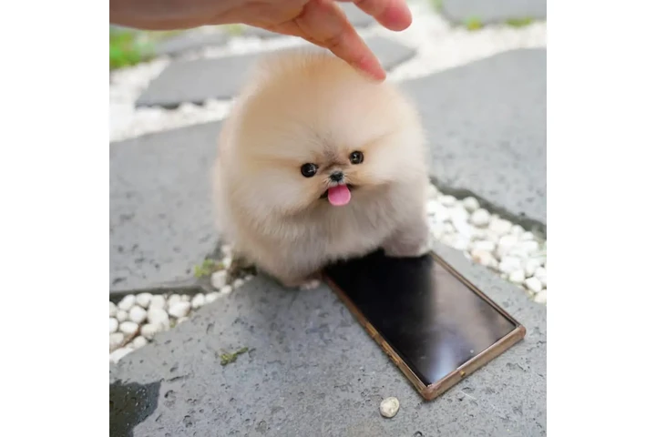 $350 : Pomerania image 2
