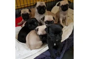 Cachorros de pug juguetones##@ en Orange County