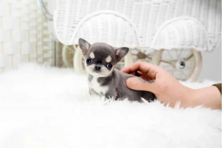 $350 : Micro chihuahua image 4