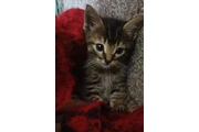 Gatito Tabby busca casa en Mexico DF