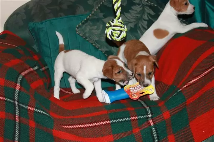 $400 : Jack Russell Terriers Puppies image 2