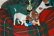 $400 : Jack Russell Terriers Puppies thumbnail