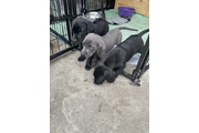 $350 : Lab/Corso puppies thumbnail