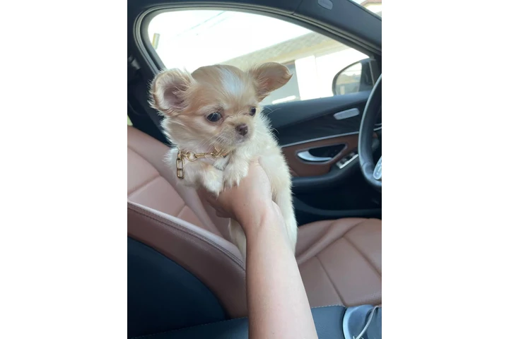$250 : Teacup Chihuahua puppies image 8