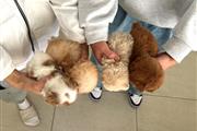 $350 : mini cachorros en venta thumbnail