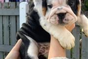 $500 : cachorros de bulldog inglés thumbnail