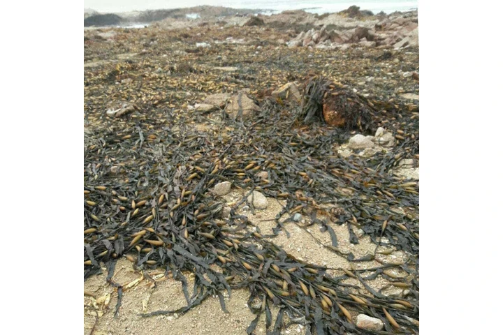 seaweed peruvian algas marinas image 4