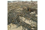 seaweed peruvian algas marinas thumbnail
