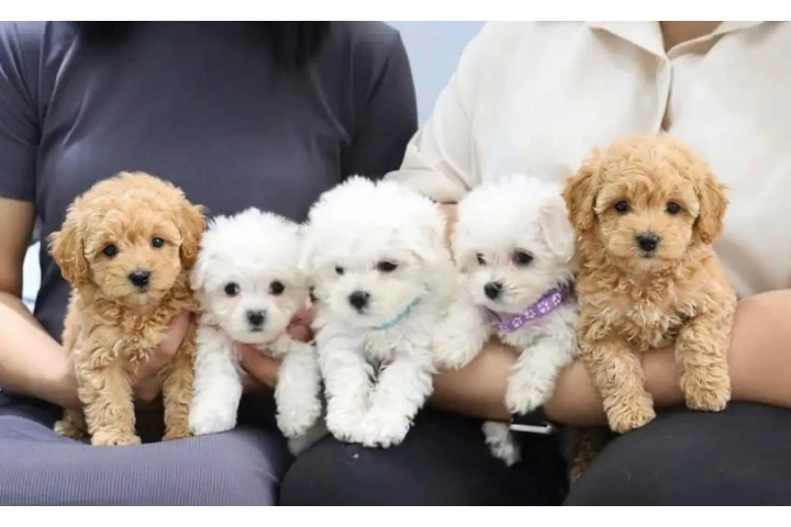 $500 : Maltipoo Puppies image 1