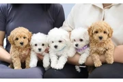 Maltipoo Puppies en Los Angeles