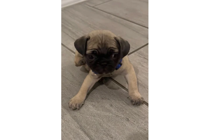 $500 : Perros pug image 2