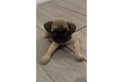 $500 : Perros pug thumbnail