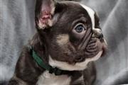 $1000 : Adorable  French bulldog puppy thumbnail