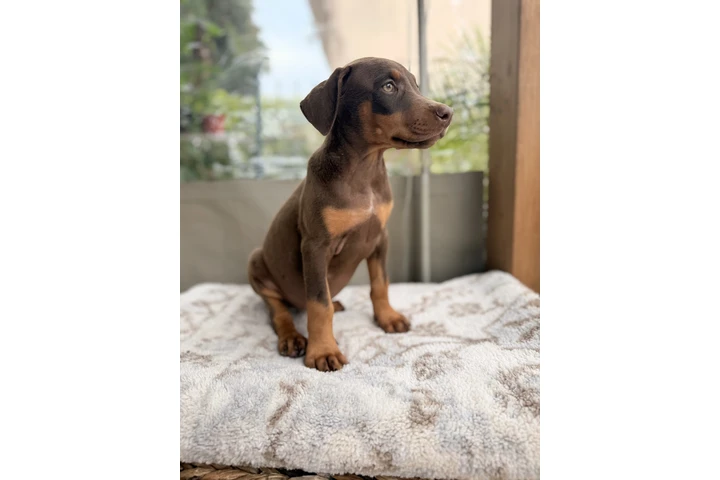 $550 : DOBERMAN PUPPY image 1