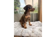 DOBERMAN PUPPY en Los Angeles
