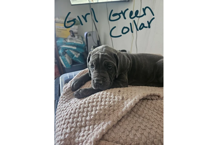 $600 : Cane corso image 2