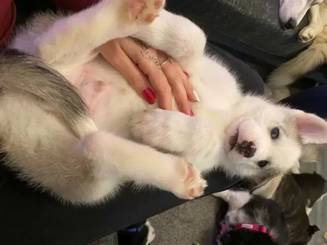 $550 : HUSKY PUPPYS READY image 3